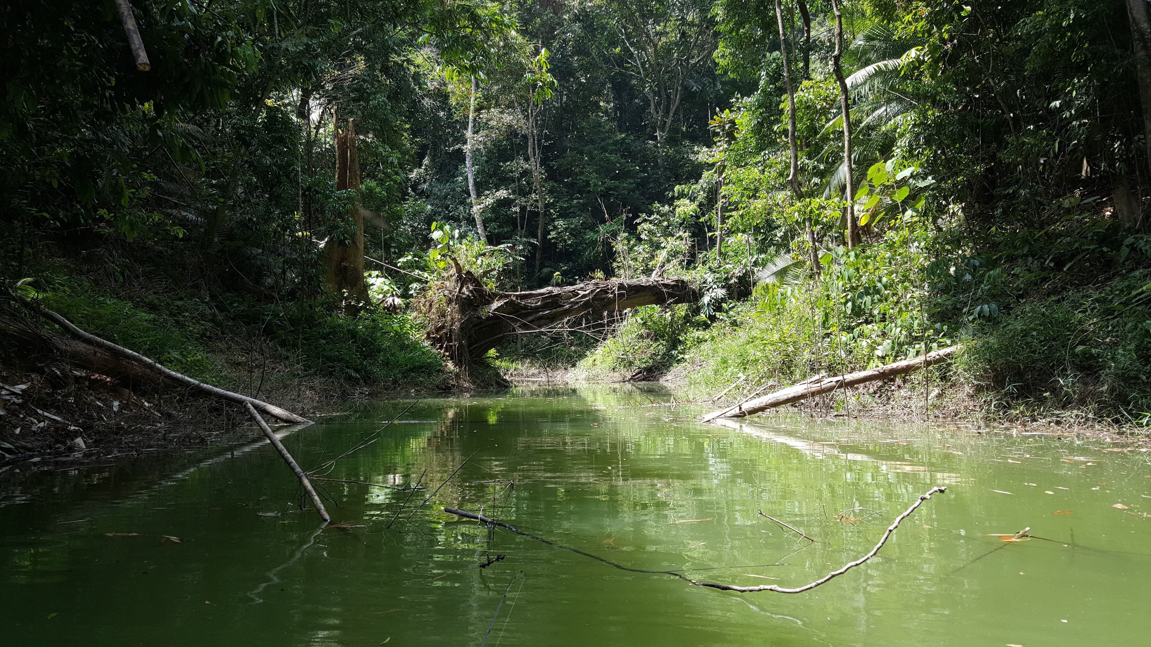 The Sebarau Territory in Royal Belum, Perak