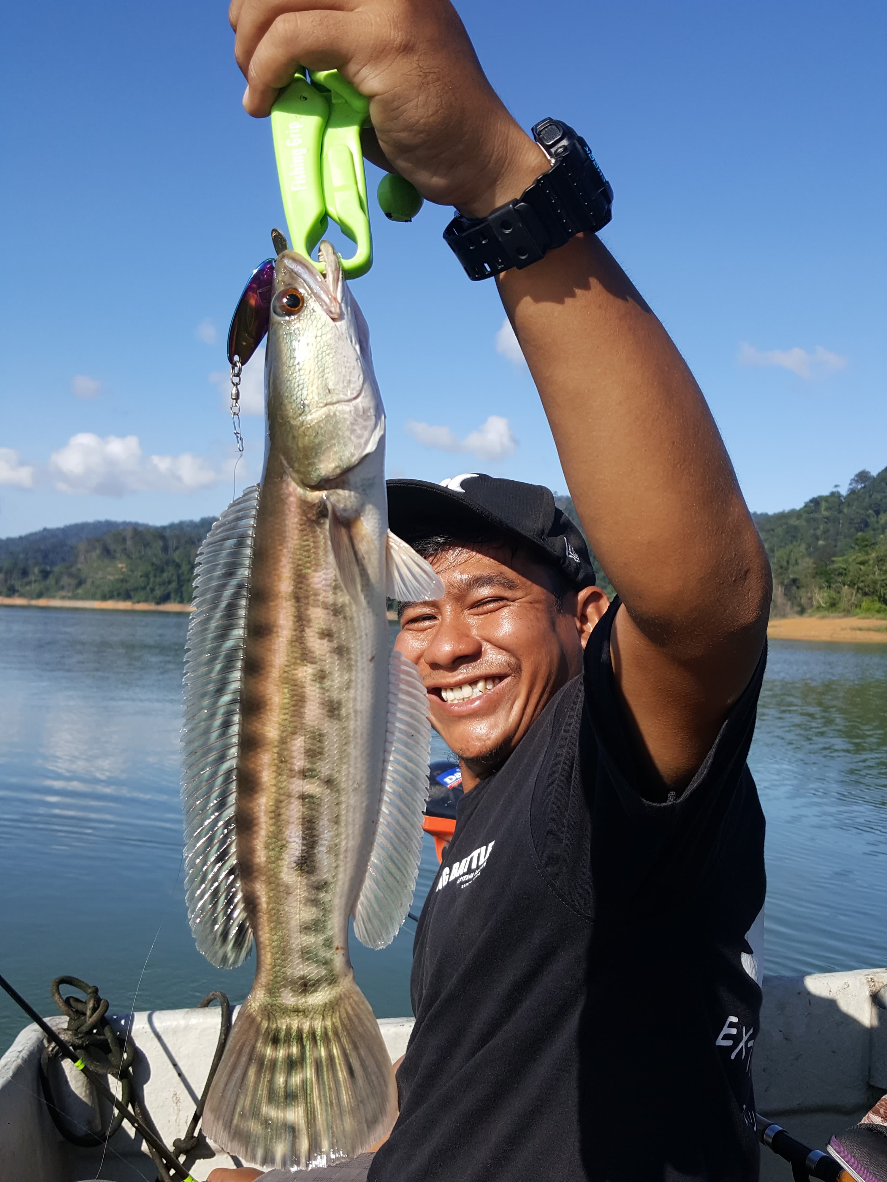 Juvenile Giant Snakehead or Toman on 7g Spoon.