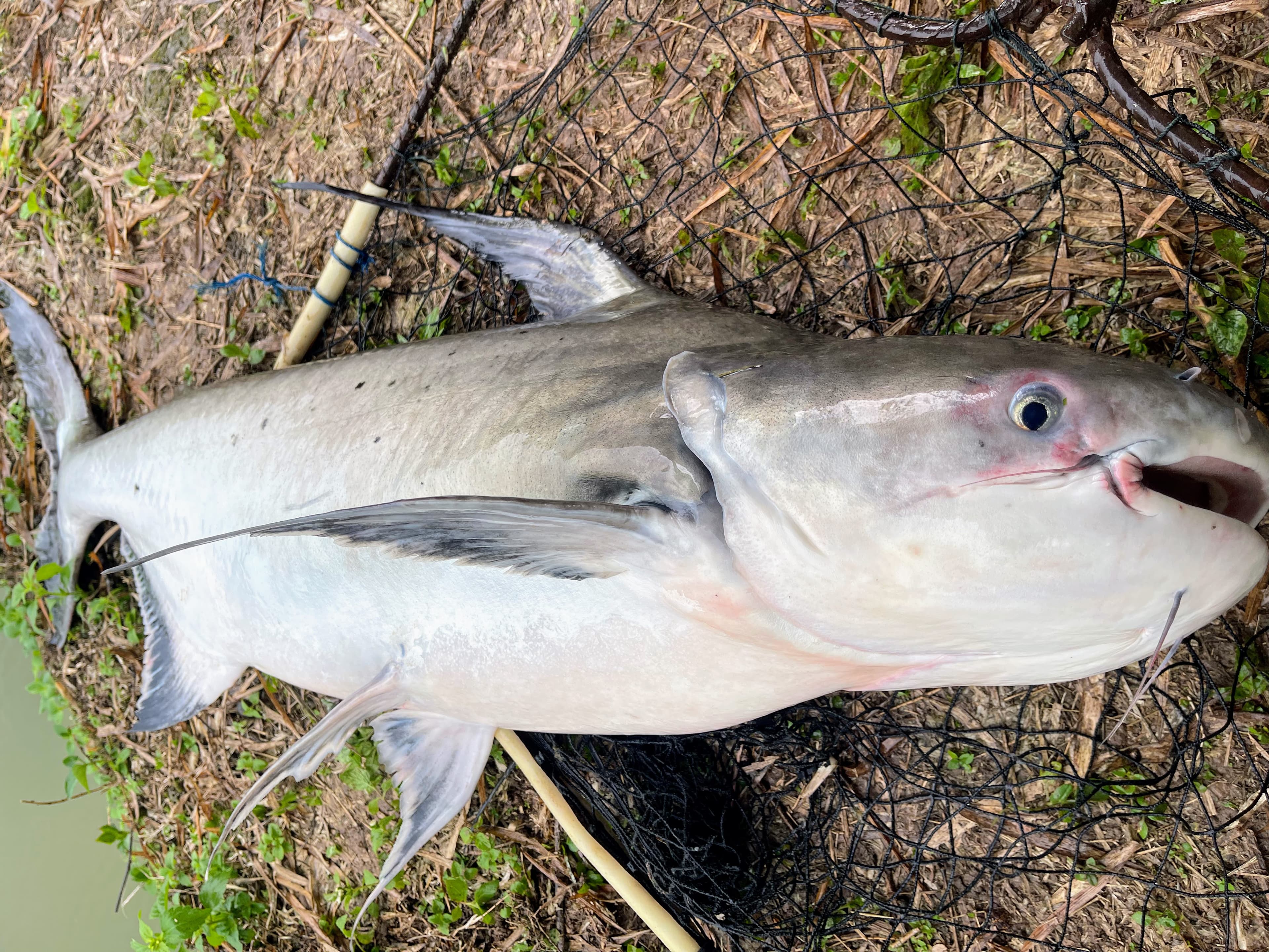 Respectable size, powerful fight. The Chao Phraya catfish is truly one of the best freshwater fighters out there!