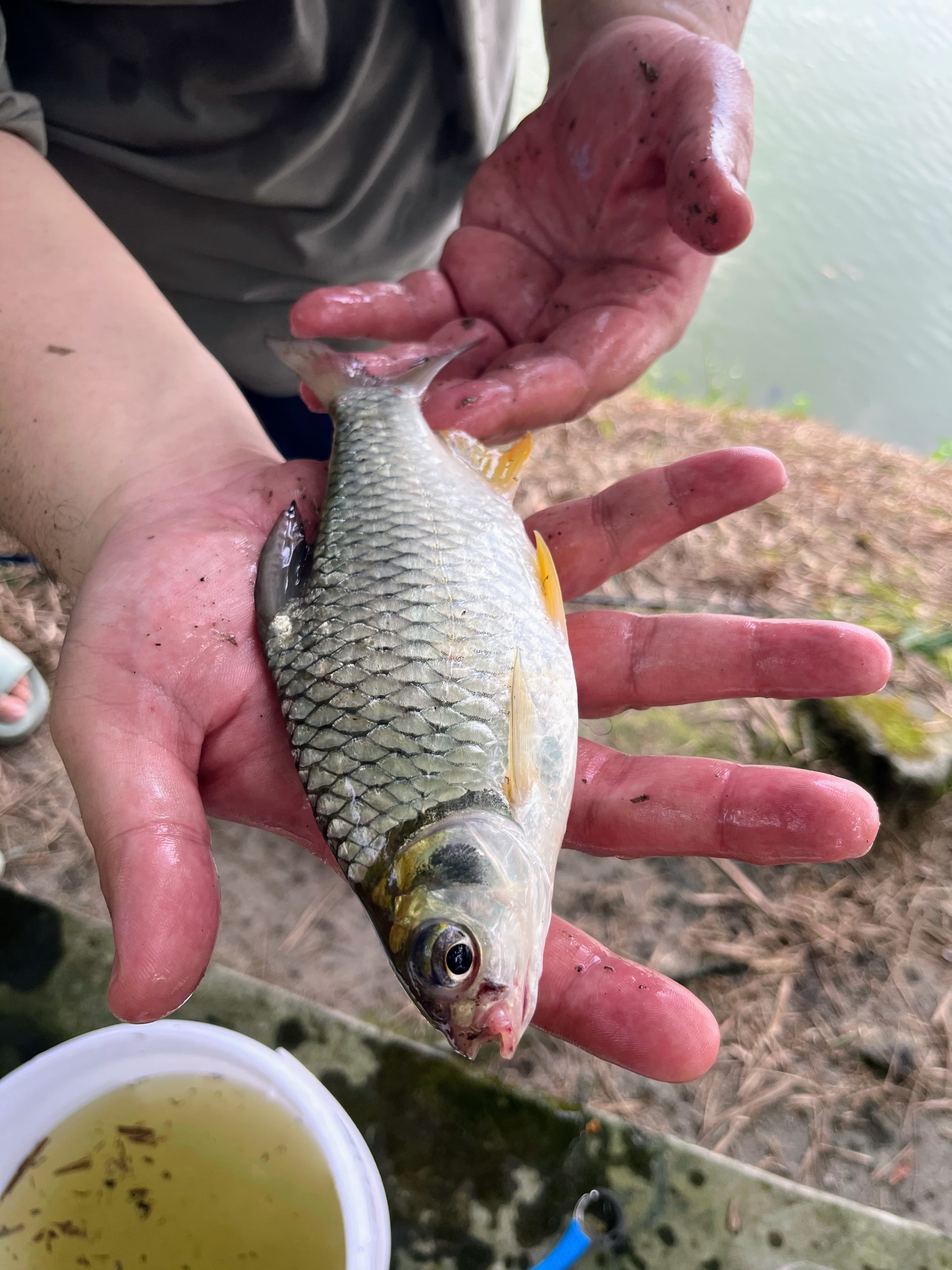 One of many Tinfoil Barb of Fish Valley. Super fun on light tackle.