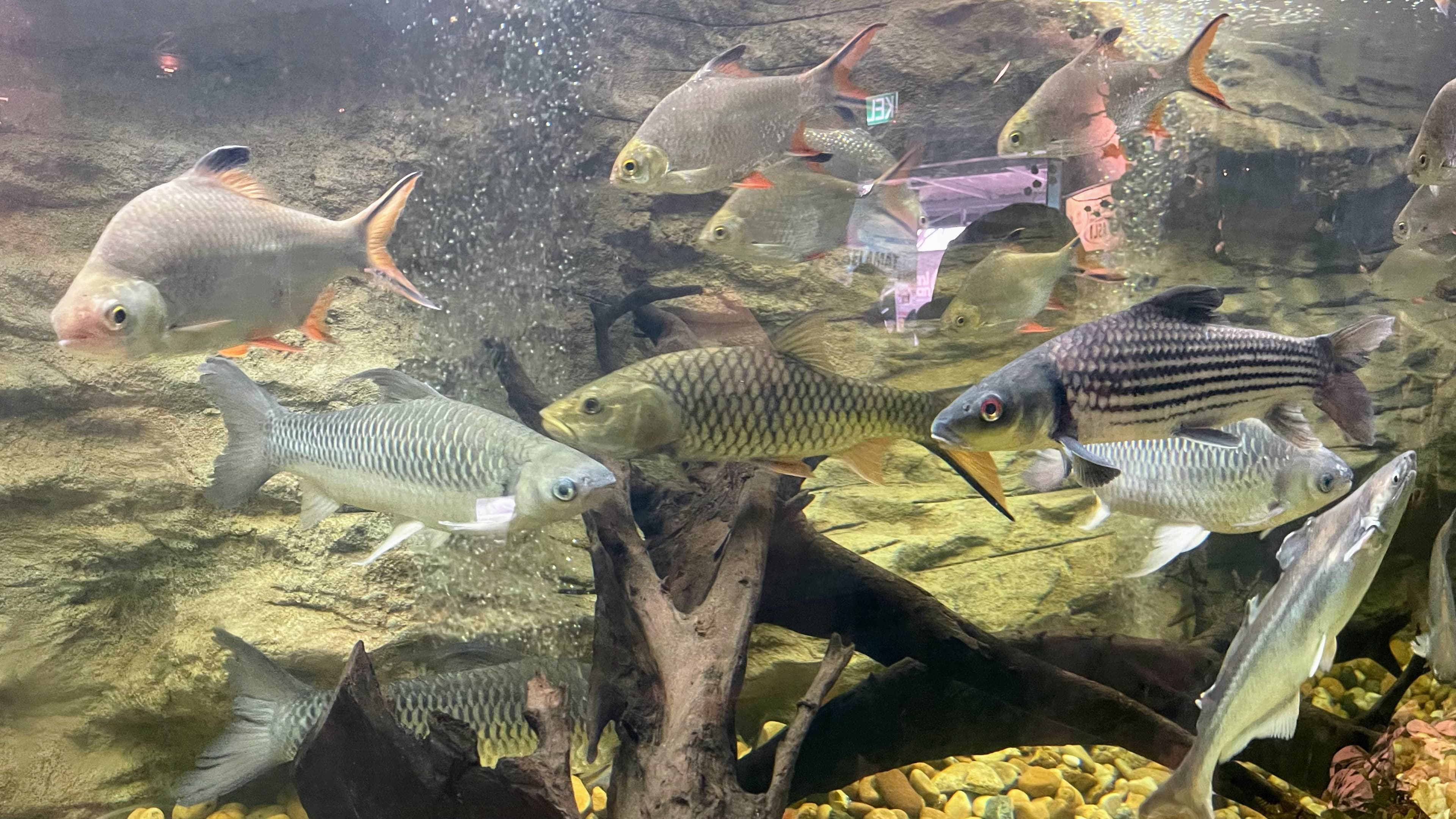 Amazing to watch a variety of fish species on display during MAHA 2026. Redtail Barb, Sultan Fish and Sebarau.