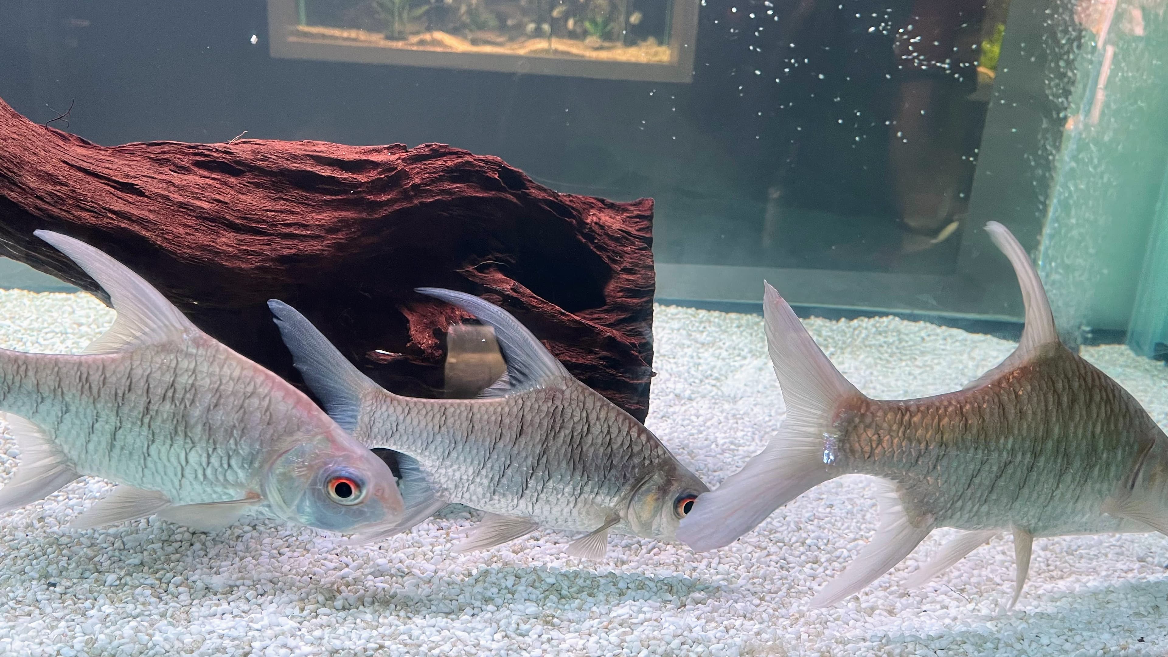 Ikan Tenggalan or also known as Puntioplites bulu.