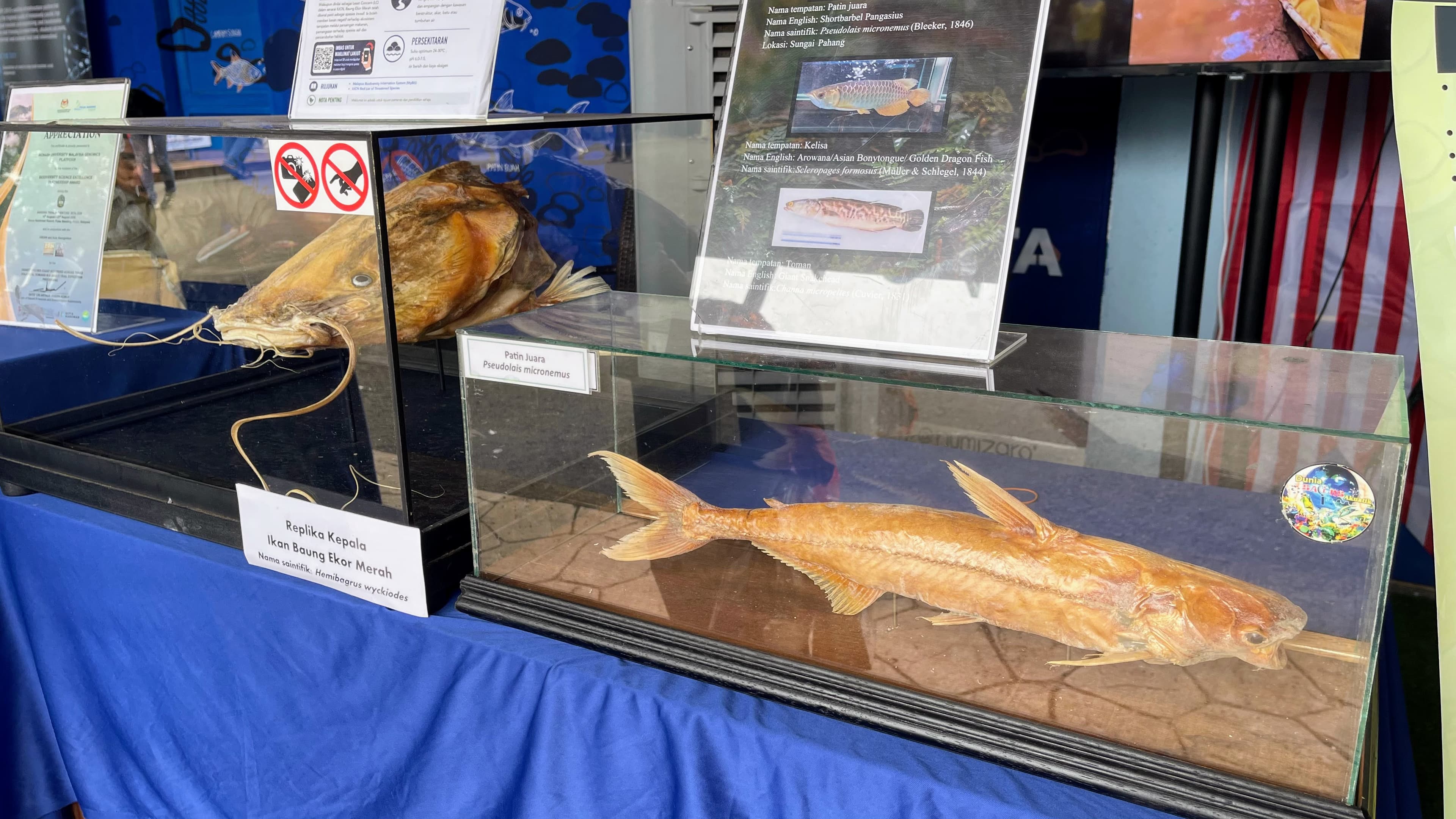 On display, a giant redtail catfish head and Patin Juara, a sub-species for catfish in Malaysia.