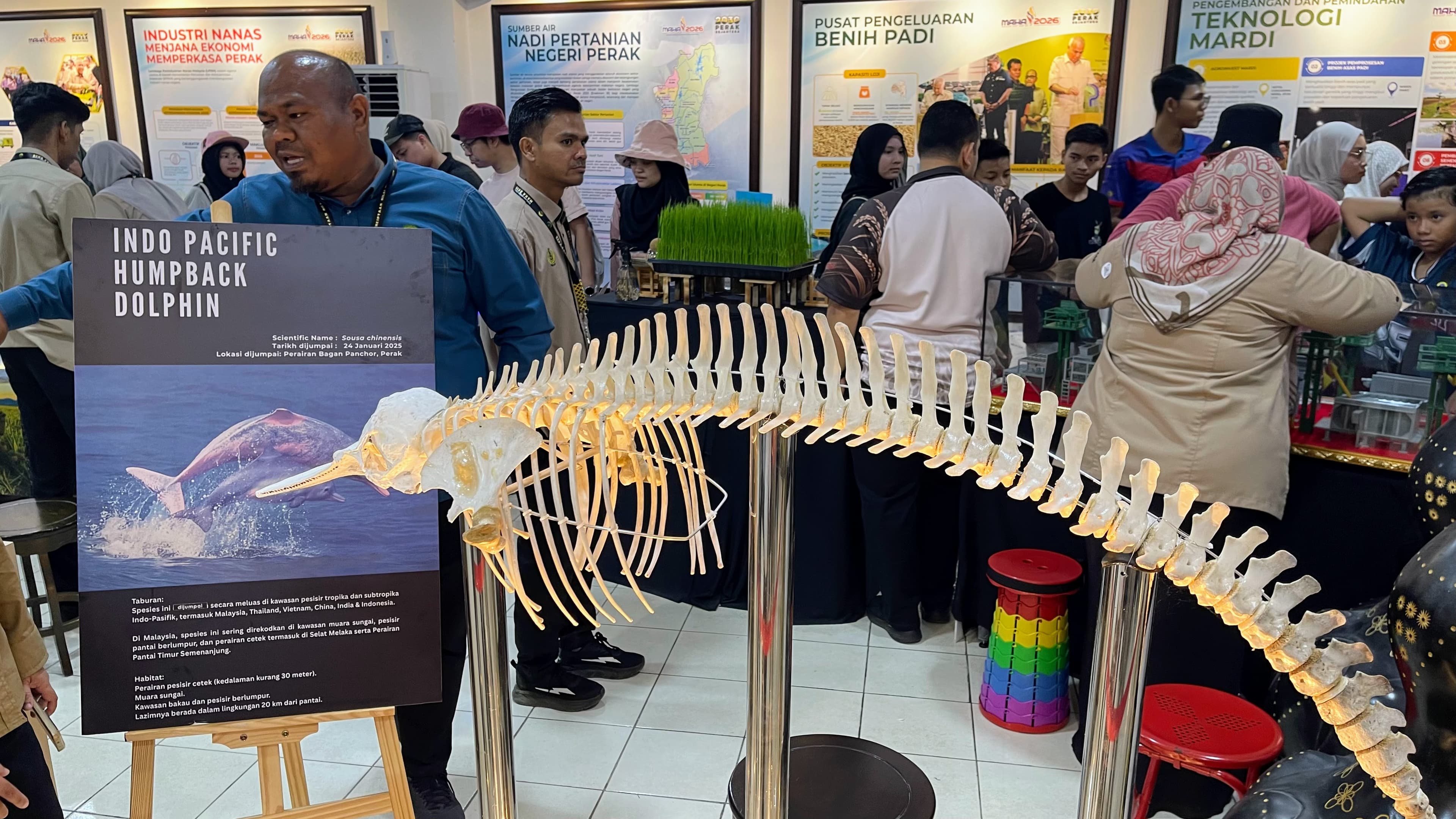 The skeletal remains of an Indo-Pacific Humpback Dolphin displayed at the Perak Pavilion.