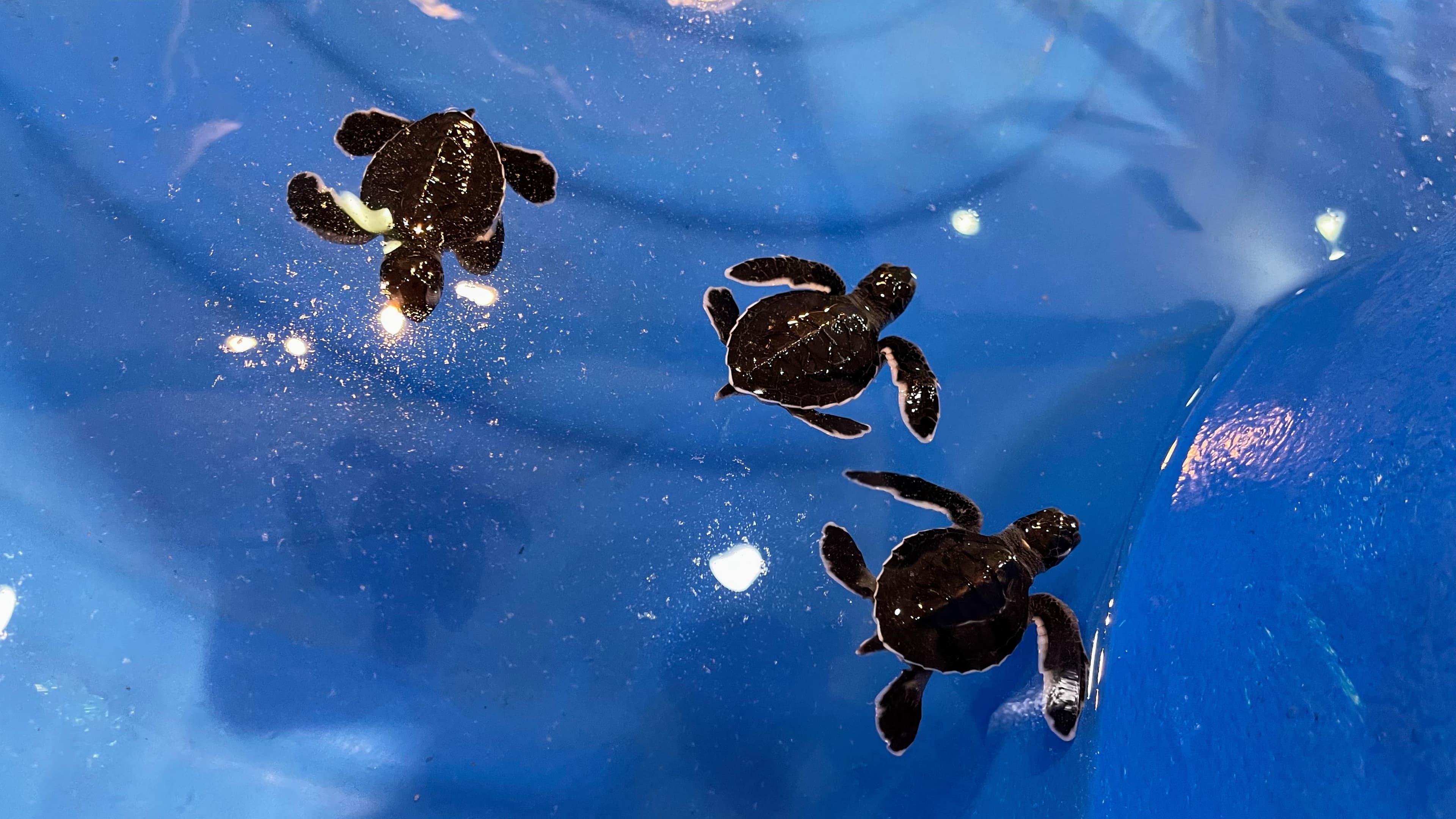 Actual baby sea turtles exhibited at the center of the Terengganu Pavilion. Hopes that the turtles will be safely released back into their natural habitat after the event.
