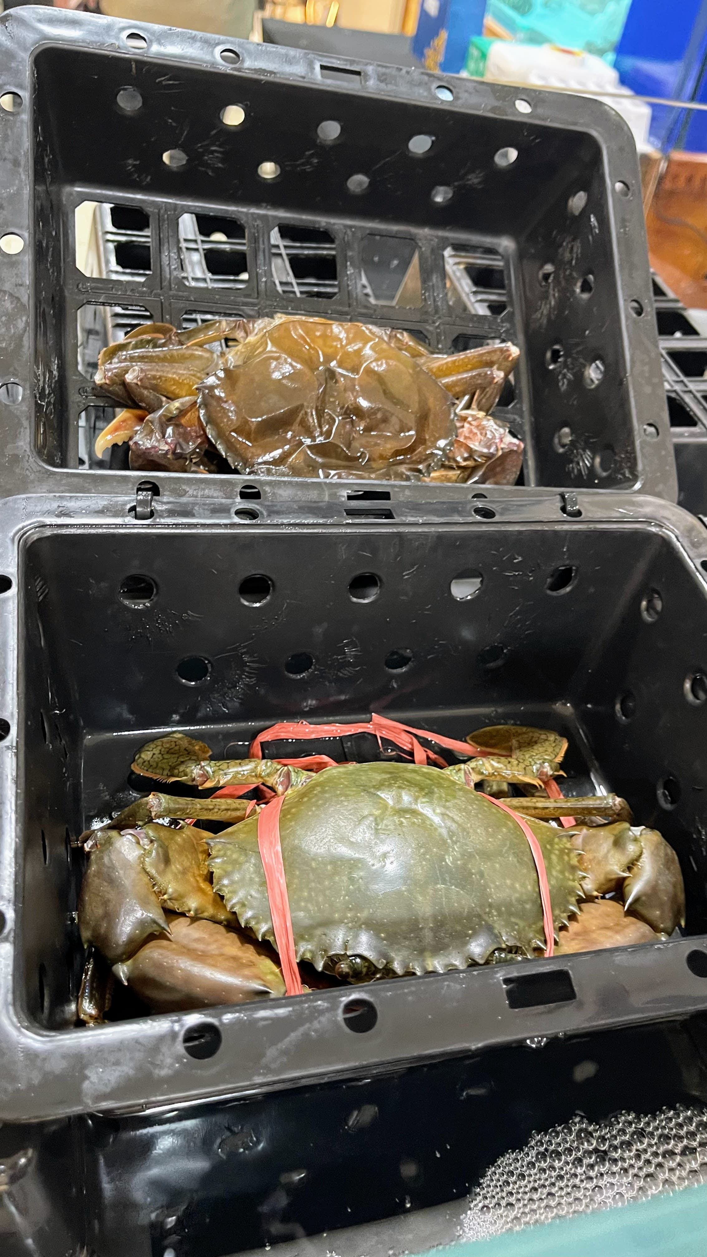 Live crabs displayed at the Perak Pavilion, an exhibit showcasing a full display of the state government's initiatives in the agriculture and fisheries-based industry.