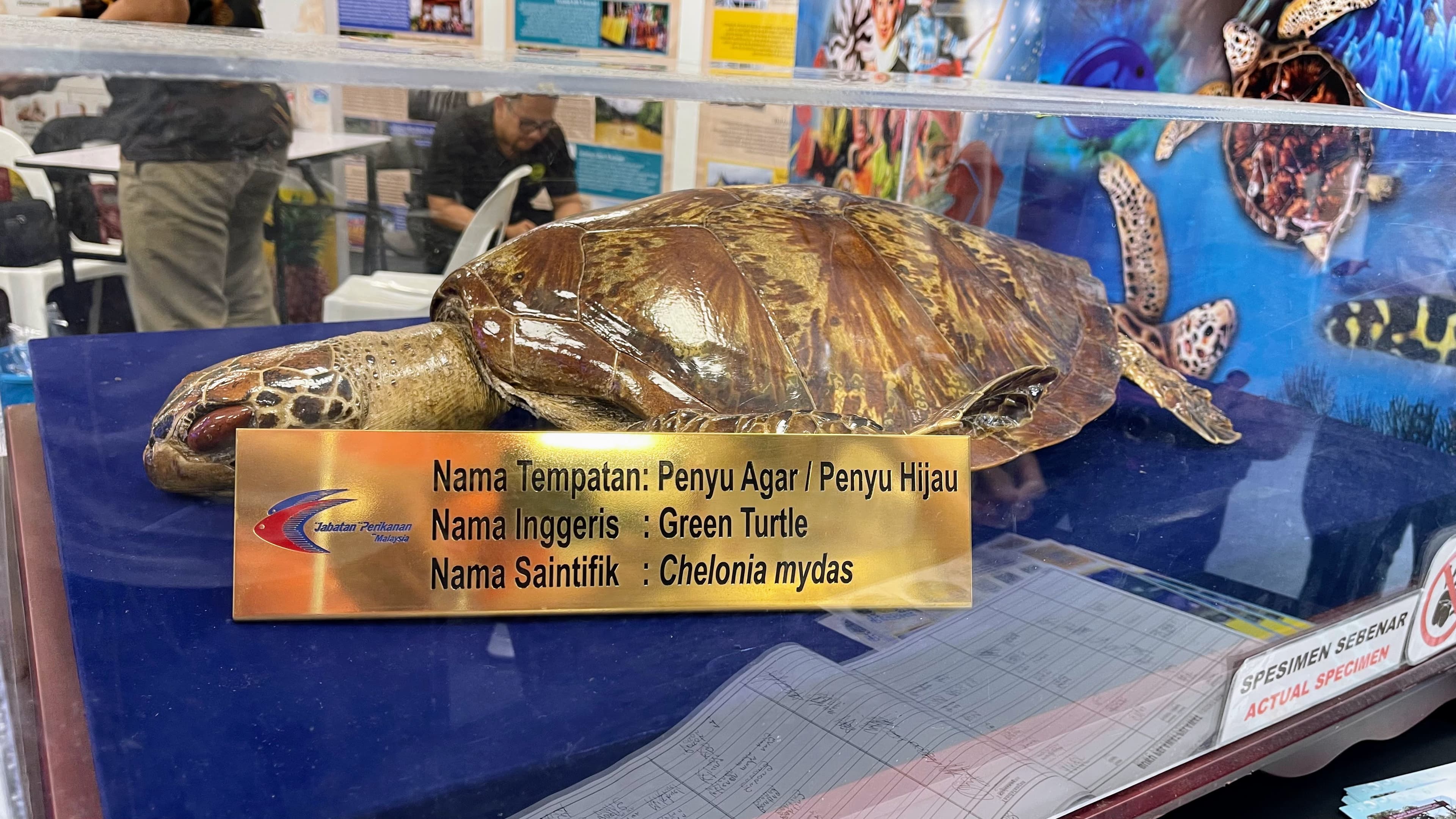 A preserved Green Turtle (Chelonia mydas) displayed at the Negeri Sembilan Pavilion.