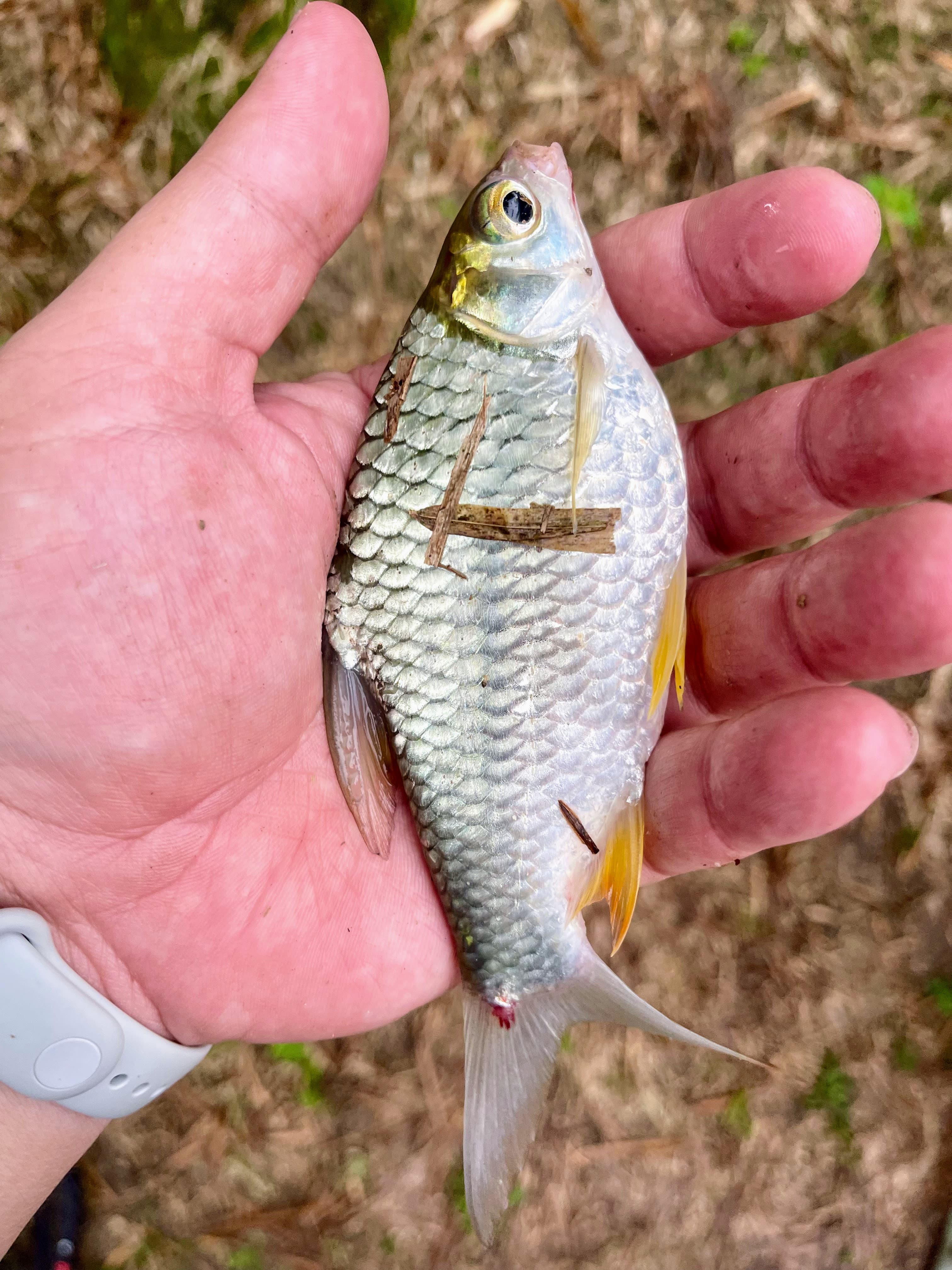 One of many Hana's Tinfoil Barbs! Should've brought a lighter tackle for this species!