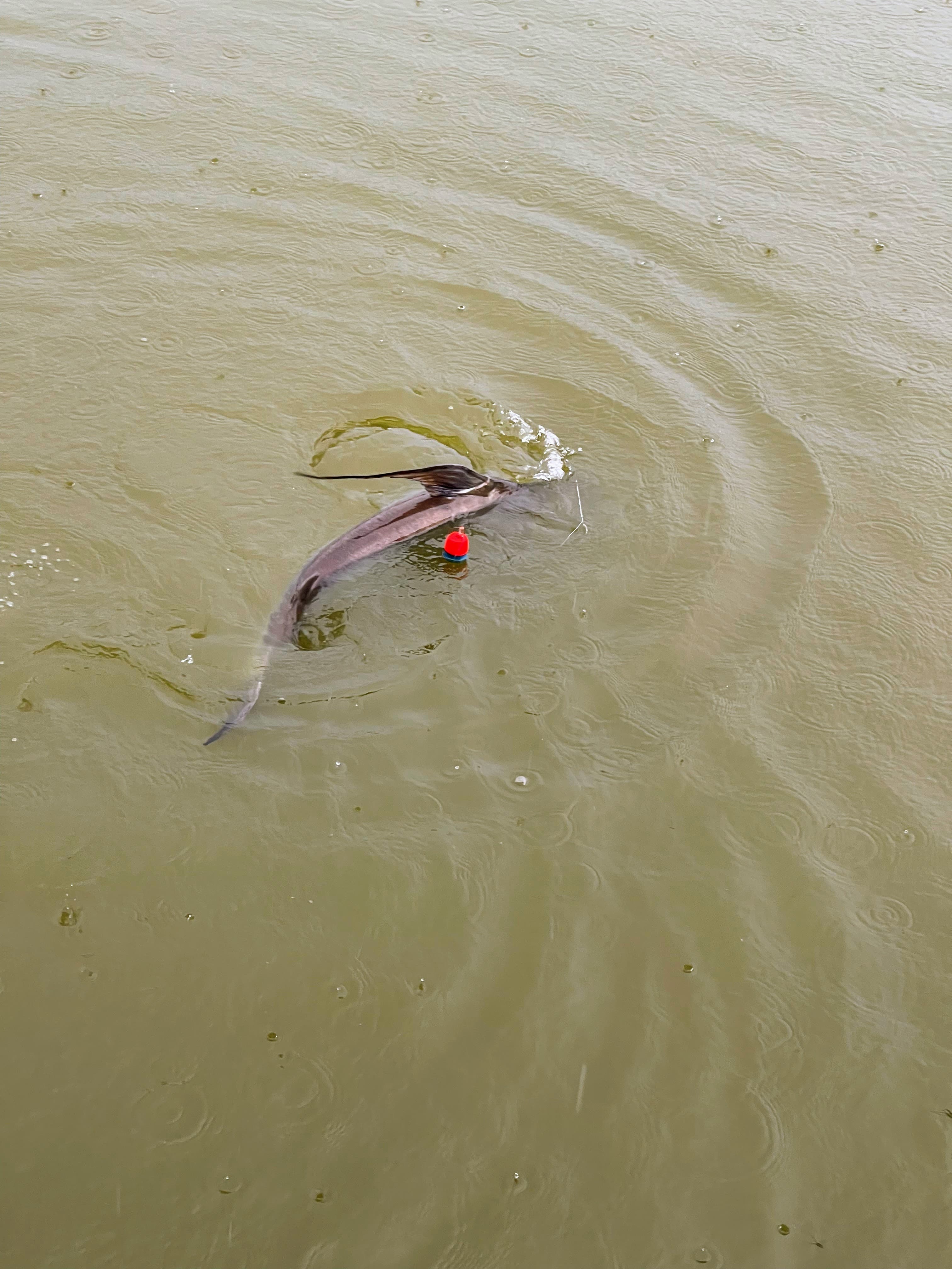 The distinctive tail and top fin feature give away Aarif's opponent today. Chao Phraya catfish!
