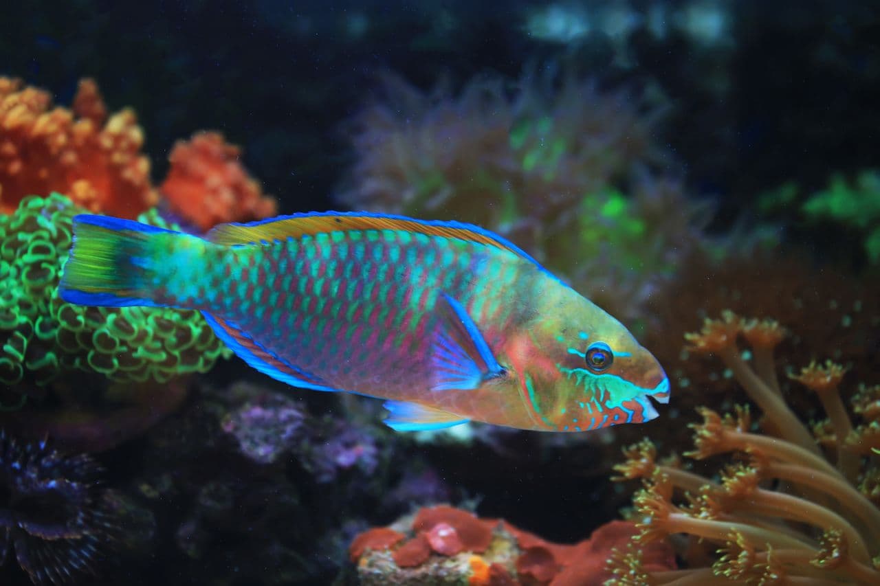 A parrotfish in lateral profile over coral, its fused beak clearly visible